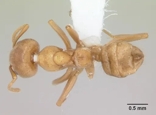 Azteca alfari - CASENT0173827