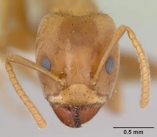 Azteca alfari - CASENT0173827