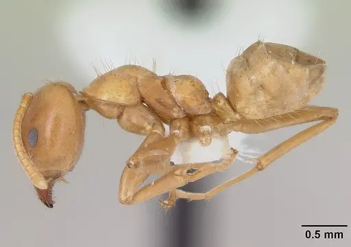 Azteca alfari - CASENT0173827