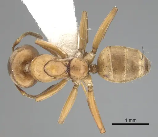 Azteca alfari - CASENT0249530