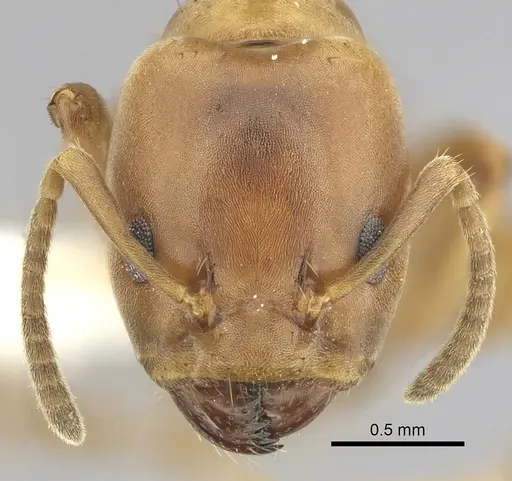 Azteca alfari - CASENT0249530