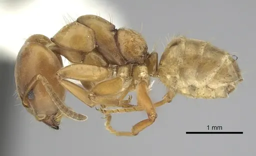 Azteca alfari - CASENT0249530