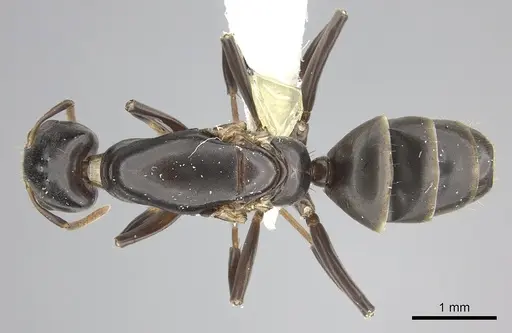 Azteca alfari - CASENT0249591