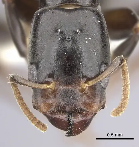 Azteca alfari - CASENT0249591