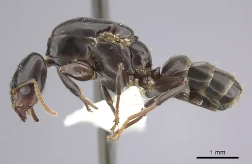 Azteca alfari - CASENT0249591