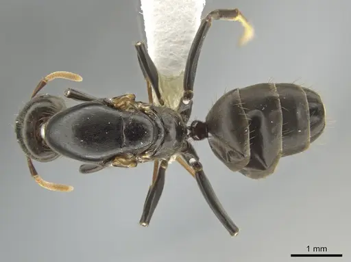 Azteca alfari - CASENT0633616