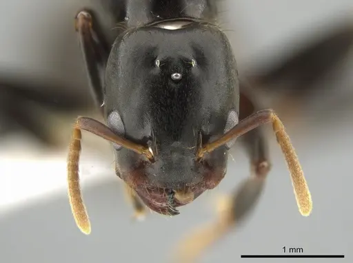 Azteca alfari - CASENT0633616