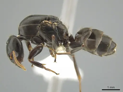 Azteca alfari - CASENT0633616