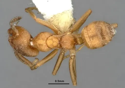 Azteca alfari - CASENT0886025