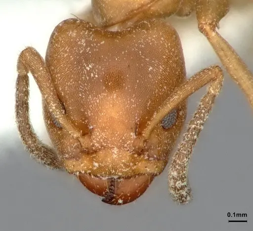 Azteca alfari - CASENT0886025