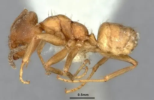 Azteca alfari - CASENT0886025