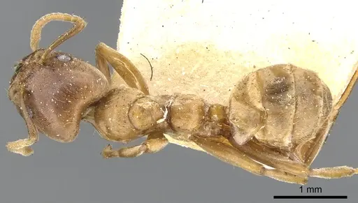 Azteca alfari - CASENT0903002