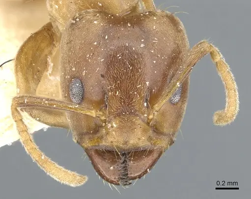 Azteca alfari - CASENT0903002