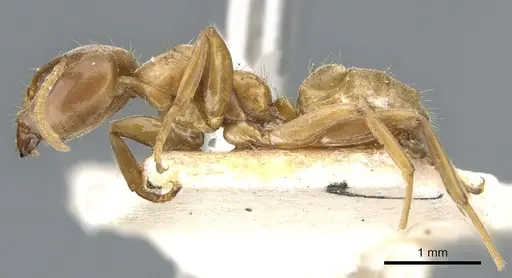 Azteca alfari - CASENT0903002