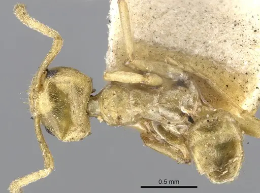 Azteca alfari - CASENT0903003