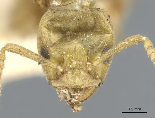 Azteca alfari - CASENT0903003