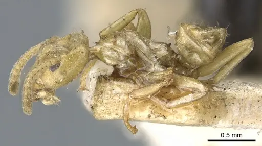 Azteca alfari - CASENT0903003