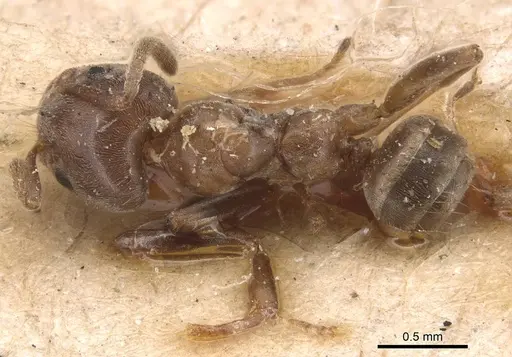 Azteca alfari - CASENT0905089