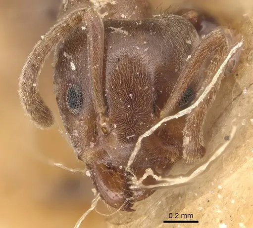 Azteca alfari - CASENT0905089