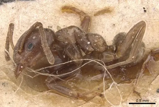 Azteca alfari - CASENT0905089