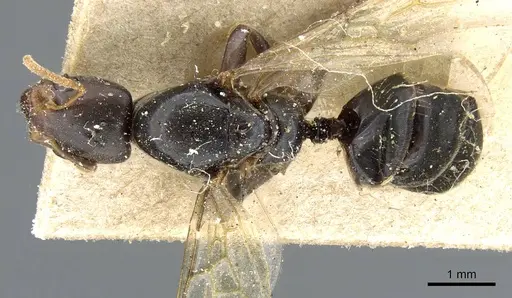 Azteca alfari - CASENT0905095