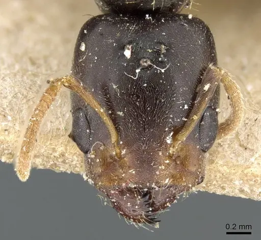 Azteca alfari - CASENT0905095