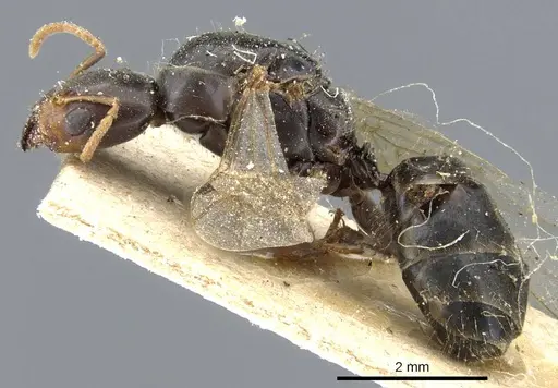 Azteca alfari - CASENT0905095