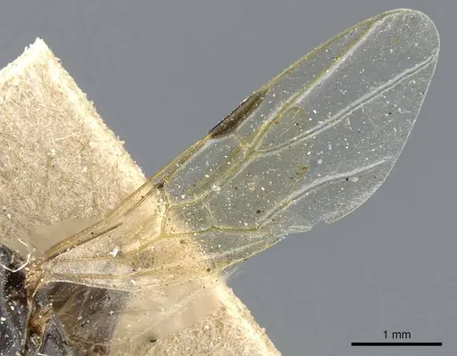 Azteca alfari - CASENT0905095