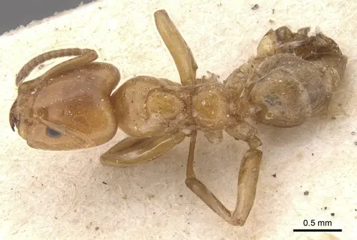 Azteca alfari - CASENT0909585