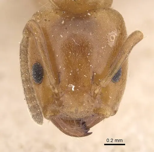 Azteca alfari - CASENT0909585