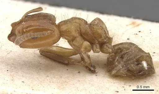 Azteca alfari - CASENT0909585