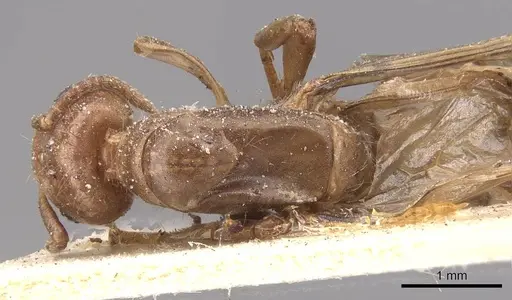 Azteca alfari - CASENT0909586