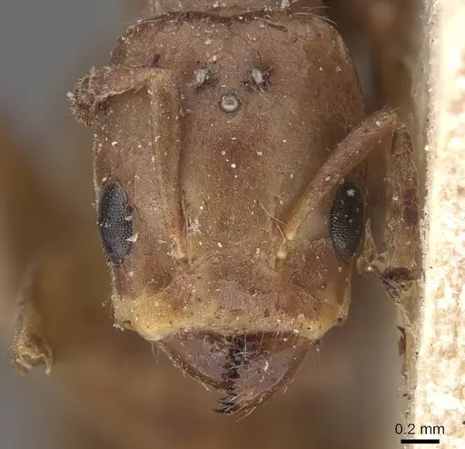 Azteca alfari - CASENT0909586