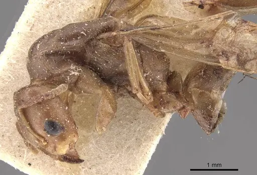 Azteca alfari - CASENT0909586