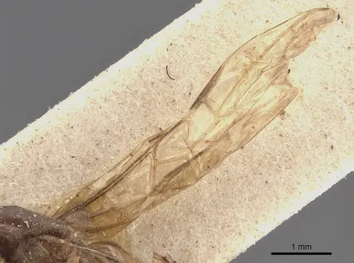 Azteca alfari - CASENT0909586