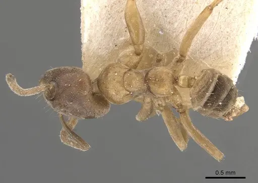 Azteca alfari - CASENT0909587