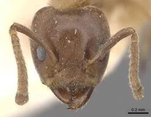 Azteca alfari - CASENT0909587