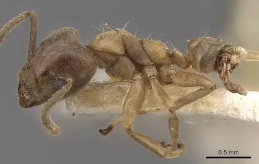 Azteca alfari - CASENT0909587