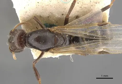 Azteca alfari - CASENT0909592