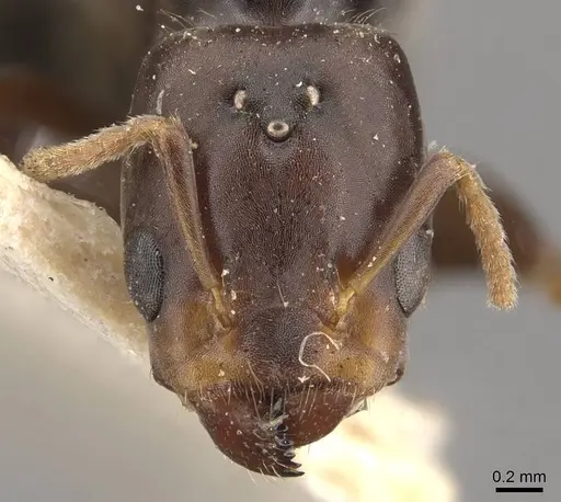 Azteca alfari - CASENT0909592