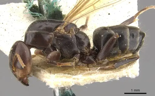 Azteca alfari - CASENT0909592