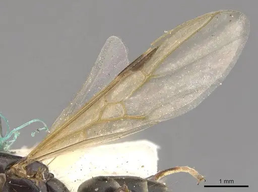 Azteca alfari - CASENT0909592