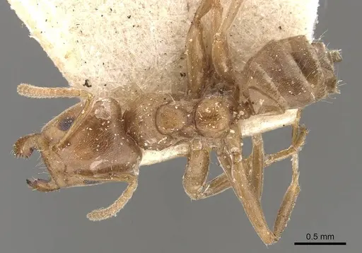 Azteca alfari - CASENT0909593