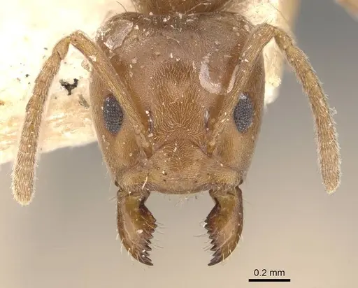 Azteca alfari - CASENT0909593