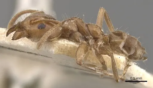 Azteca alfari - CASENT0909593