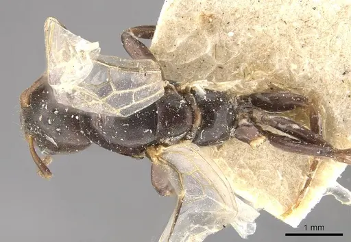 Azteca alfari - CASENT0909594