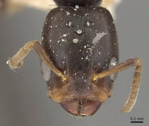 Azteca alfari - CASENT0909594