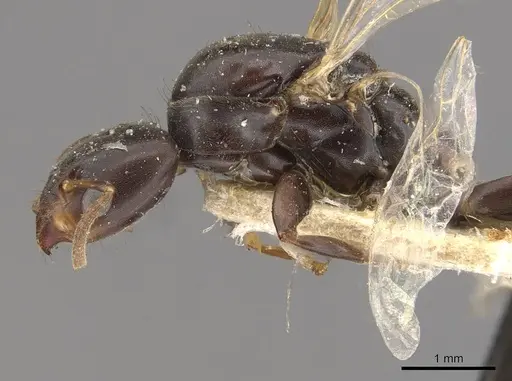 Azteca alfari - CASENT0909594