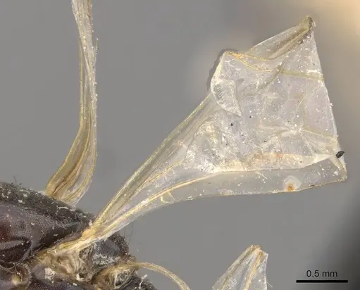 Azteca alfari - CASENT0909594