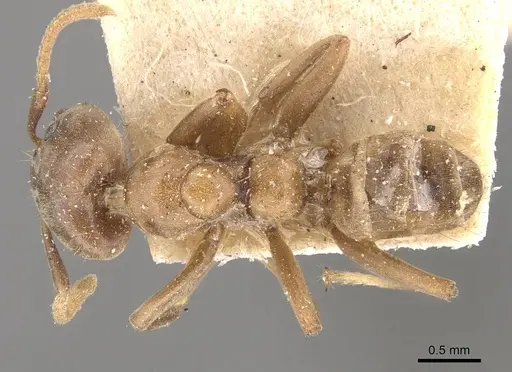 Azteca alfari - CASENT0909631